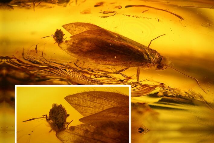 Detailed Fossil Caddisfly and Aphid in Baltic Amber #128288